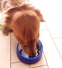 犬が食べてはいけない食べ物：食品別に症状を解説
