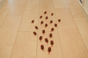 ゴキブリ 繁殖能力